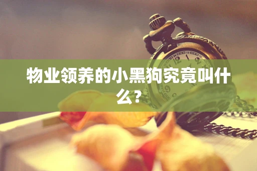 物业领养的小黑狗究竟叫什么？